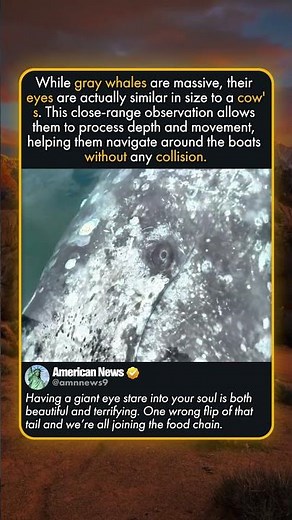 ANCIENT EYES OF THE DEEP