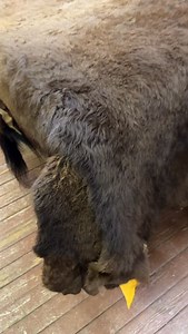 Beautiful, tanned winter buffalo (Bison) fur robes. Excellent quality! These are amazing Buffalo (Bison) Rugs that are extremely warm, easy to keep clean and sustainable. Thick, soft hair and supple leather. Add the finishing touch to your tipi or fine rug for your rec room. Size 1 : 48-55 sq feet $2600 Size 2 : over 56 and bigger sq feet $2900 #buffalo #bison #für #indigenousculture #teepee #billworbfurs | Bill Worb Furs Inc
