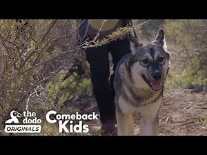 Baby Wolf Dog Bounces Back After Rough Start | The Dodo Comeback Kids | The Dodo Comeback Kids