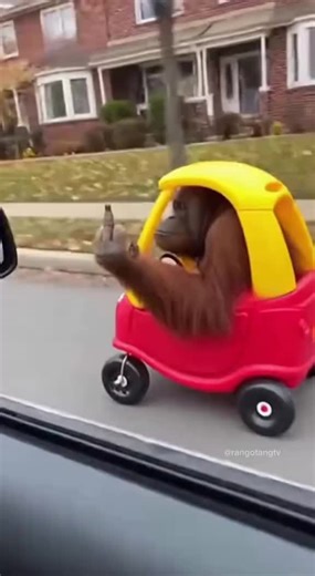 #orangutan #meme #humor #😂