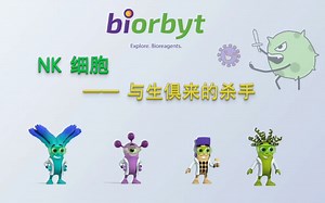 NK细胞——与生俱来的杀手