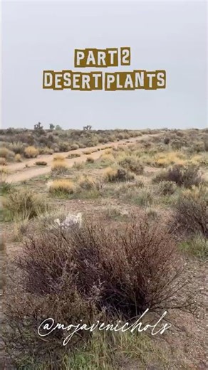 Muddy Desert Adventure, Part 2 - Native Desert Plants! #mojavenichols