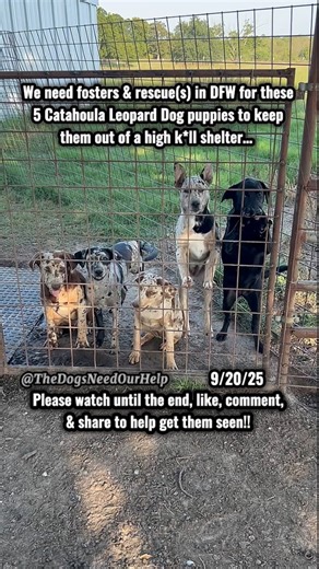 🚨URGENT FOSTERS & RESCUE NEEDED IN DFW, TX FOR 5, 4-MONTH OLD CATAHOULA LEOPARD DOGS TO KEEP THEM OUT OF HIGH K*LL SHELTER.🚨 We’re urgently looking for a reputable rescue(s) and foster home(s) in the DFW area for 4 girls & 1 boy that are just 4 months old. Their mama was adopted from a local shelter that claimed she was spayed, but they were clearly very wrong. The owners have tried their best, but they’re getting bigger & cannot keep them much longer (they’re keeping the 6th puppy that is not