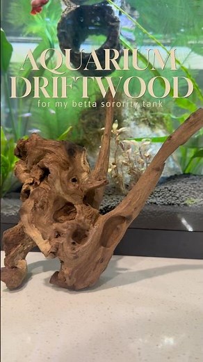 Creating a Peaceful Sorority Betta Tank 🐠✨ Driftwood Setup for Less Aggression