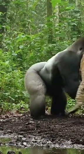 Hidden camera catches gorilla and leopard moment #animals #shorts