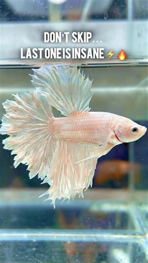 Exotic Betta Fish Collection 🐠🔥 | Slow Motion