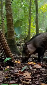 A realistic primitive hunting trap made from natural materials captures a wild boar in the forest. This ancient survival method shows how early humans hunted using handmade wooden spikes and simple rope mechanisms. Raw nature and true bushcraft skills. #PrimitiveTrap #WildBoar #SurvivalSkills #Bushcraft #PrimitiveHunting #ForestLife #AncientSkills #Shorts #YouTubeShorts | Sun Bora Survival