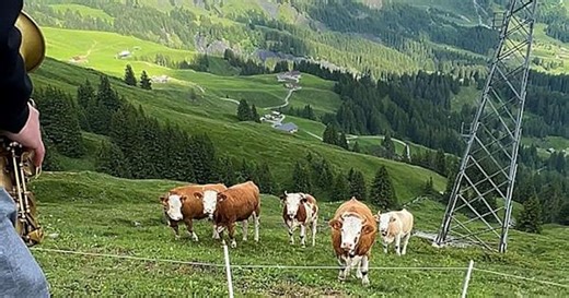 Cows entranced by man playing saxophone