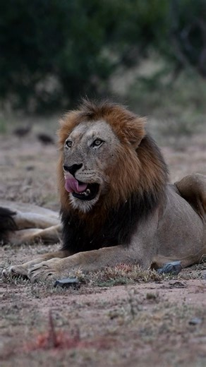 Watch these 2 old battered yet strong male lions in Kruger National Park we saw on safari 👏😍🦁 #malelions #lionkings #krugerlions #krugernationalpark #krugerpark #krugersafari | All Out Safaris