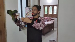 30K views · 1K reactions | Free Flight Training | Hand Feeding for Parrots | Sun Cheek Conure | AK 47 Bird Trainer Disclaimer - This Page purpose is to promote Pet hobby and help hobbiest with usefull infomation, hence we visit different pet hobbiest. We does not encourage or support direct or online sale of live animal and birds. This video purpose is to spread right information only #freeflightparrot #freeflyparrots #freeflybird | Pet Guruji | Facebook