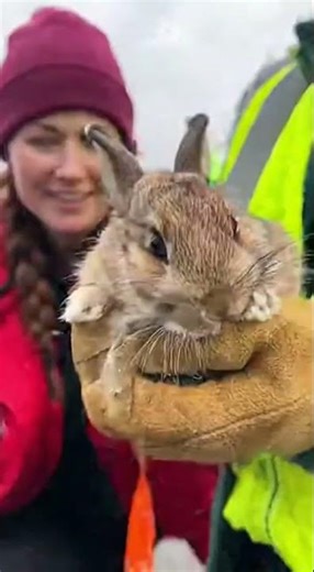 Rabbit Rescue Using Creative Methods😇 #foryou#viralshorts #trending #animalrescue#fyp