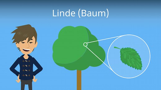Linde (Baum) • Steckbrief, Merkmale