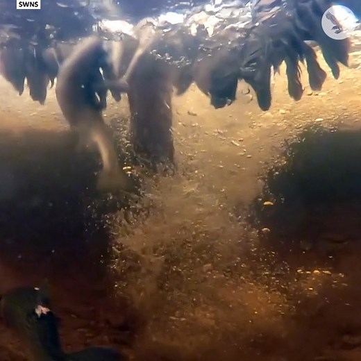 Osprey snatches fish in slow-motion underwater footage | The Independent