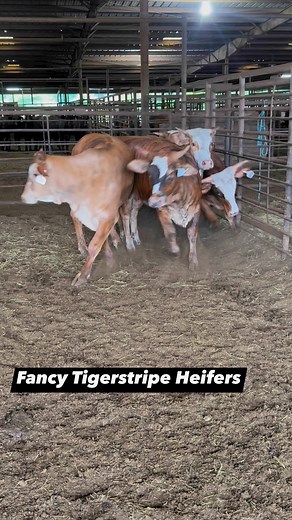 7.3K views · 64 reactions | Fancy F1 Tigerstripe Heifers! They’re open and ready for bulls! They sell Saturday in Crockett Tx at 12 noon. Online bidding available through www.dvauction.com | Weiterman Cattle Sales | Facebook