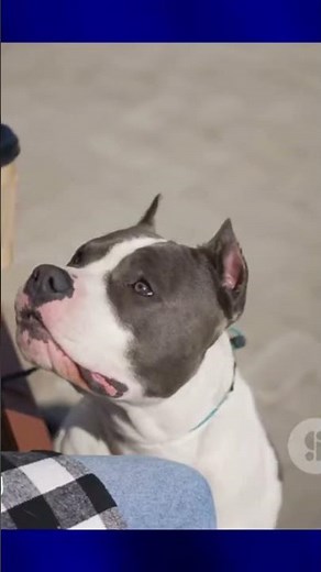 How Dogs Understand Human Language