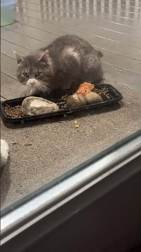 Kitty City is live! 04012026