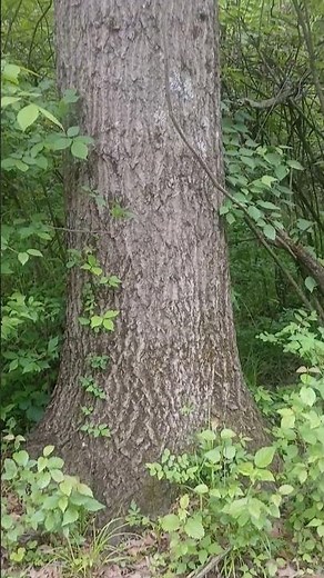 Northern Red Oak Tree. #oldschoolalaska