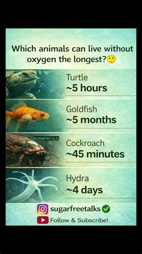 Which Animals Can Live Without Oxygen the Longest? 🐢😲