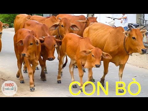 Video Con Bò ❤️ Nhạc thiếu nhi bảy sắc cầu vòng 🍎 Táo TV