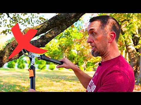 I Was Doing This WRONG for Years (Tree Trimming Tips)