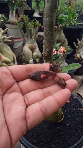 The Cause of Adenium Flowers Falling Off: Heavy Rainfall