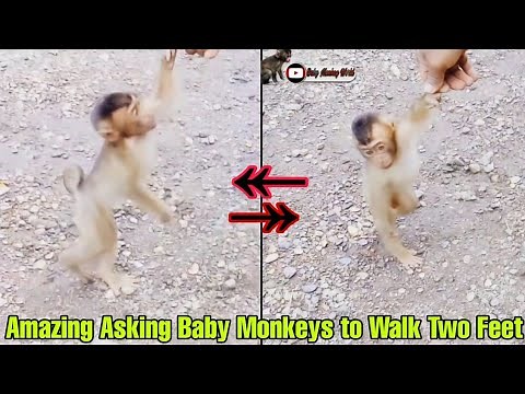 The Process of Teaching Baby Monkeys to Walk on Two Feet