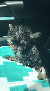 Pearl immediately after rescue. Please note: this video is 8 seconds long. She was immediately bundled in a blanket and slept the entire 4.5 hour ride home on a volunteers lap. Not one peep or tremble since. | Buffalo Pug & Small Breed Rescue, Inc.