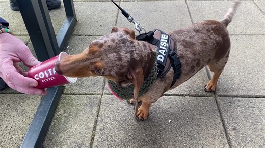 daisie the dapple dachshund on TikTok