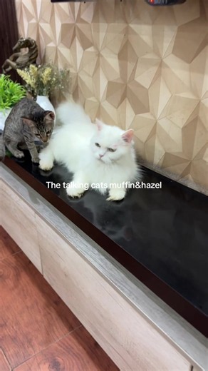 The talking cats muffin & hazel