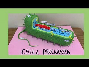 MAQUETA CELULA PROCARIOTA