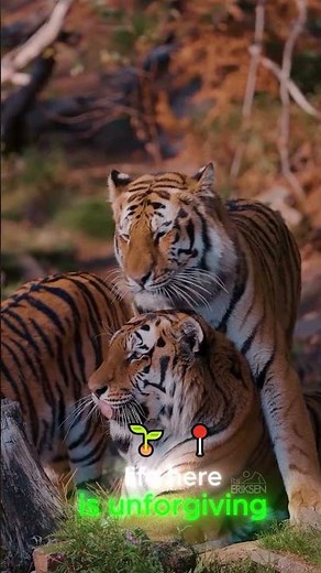 Amur Tiger 🐅 Survival and Life in the Siberian Wilderness #amurtiger #wildlife #nature