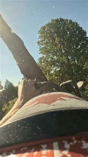 POPPIN’ TOPS! #treetop #treework #climbingarborist