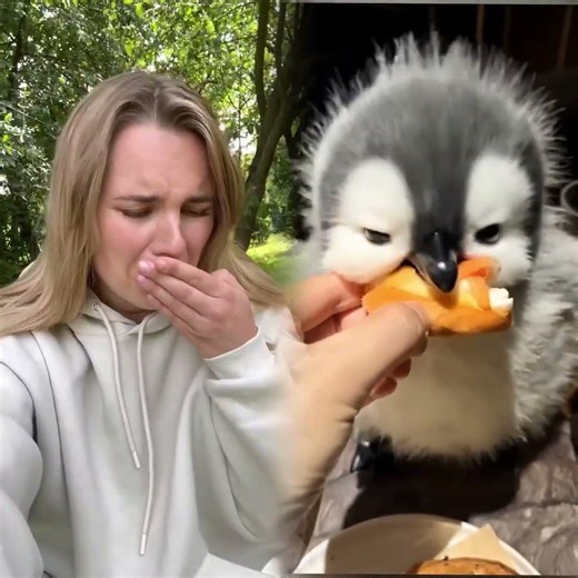 My cat fell from a tree #cat #cats