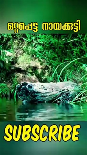 فيديوهات أنشأها Movie hunter (@moviehunter06) باستخدام original sound - Movie hunter