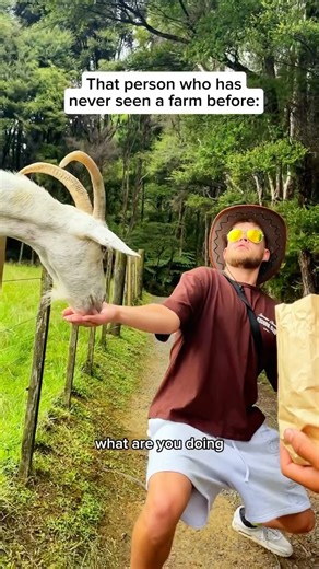 PK on Instagram: "First time seeing grass 😭 #farm #sheepworld #sheep #animals #skits #fyp #funny #nz"