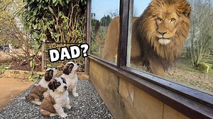 Rescue Puppies Explore the Zoo