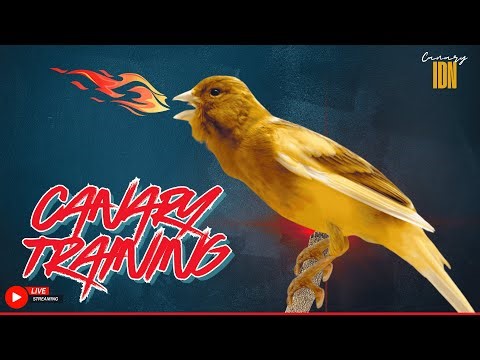A Special Canary to Seduce All The Canaries | The Belgian Singing Canary training 4K - Canary IDN