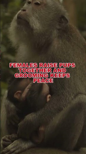 What Are Some AMAZING Facts About Langur Monkeys? #tweetylines #short #nature