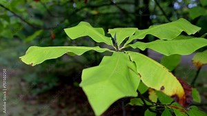 Magnolia tripetala, commonly called umbrella magnolia or simply umbrella-tree, is deciduous tree native to eastern United States in Appalachian Mountains, Ozarks, and Ouachita Mountains.