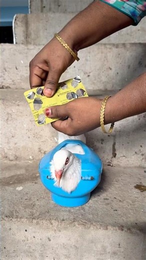 Administering Cod Liver Oil to a Pigeon: Ensuring Proper Bird Health #petcare #pigeon