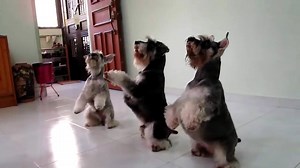 Amazing SYNCHRONIZED TRIPLE Dog Tricks performed by my three mini schnauzers Sharing by user youtube @kidowmer | Schnauzer Shop
