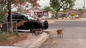 SO SWEET! Our cameras were rolling this morning when a Maricopa County Sheriff's deputy shared his sandwich with three dogs who were injured in a house fire. Thank you to all law enforcement for all that you do! ❤️ | FOX 10 Phoenix
