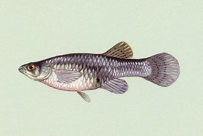 Mosquitofish in Australia - Alchetron, the free social encyclopedia