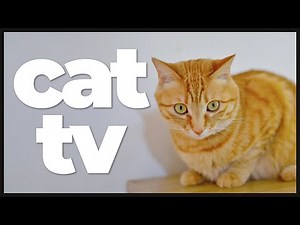 Cat TV: 10 Hours of Underwater Fish Watching & Relaxing Music for Cats 🐟🌊 | Feline Aquarium Fun