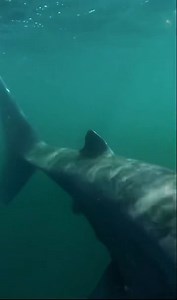 #OceanKnows [The Basking Shark, 10 Meters of “Plankton Vacuum” 🌊] Don’t be fooled by its fearsome mouth—this bus-length giant is actually a vegetarian of the ocean 💙. The basking shark swims slowly with its mouth wide open, filtering the volume of a swimming pool’s worth of water every hour, yet it feeds only on tiny plankton! As the world’s second-largest fish (after the whale shark), it acts as a vacuum cleaner of the sea, quietly maintaining the balance of plankton. Sadly, due to human fish