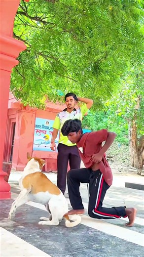 Dog Performs Amazing Flip🐶🤸‍♂️ #DogFlip #DogTrick #AgilityDog #FunnyDogs #DogLovers #Pets