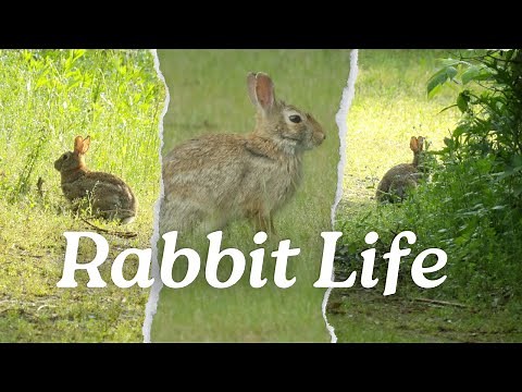 Wild Rabbits: Fascinating Facts & Behavior