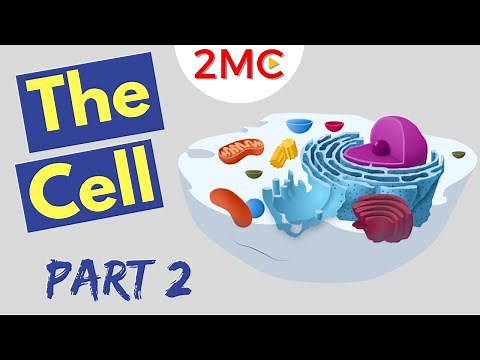 Cell Anatomy | Structure and Function | Lysosomes, Cell Membrane, Chloroplasts and more