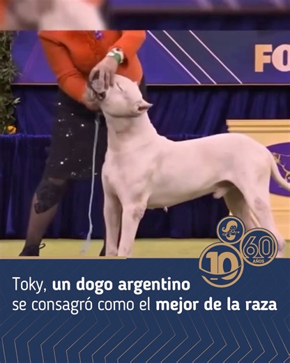 Un logro histórico para Toky: orgullo argentino en el mundo 🇦🇷🐶 ¡De Argentina para el mundo! El dogo argentino Toky alcanzó la cima de su raza al consagrarse como el mejor en el prestigioso Westminster Kennel Club Dog Show 2026 🥇. Este evento es reconocido globalmente como uno de los más importantes y competitivos, donde participan los mejores ejemplares de todas las razas del planeta. El reconocimiento obtenido por Toky no solo premia su excelencia, sino que pone en lo más alto a la crianza