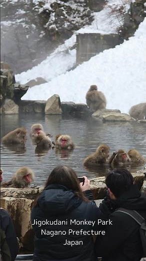 Jigokudani Monkey Park #Monkey Park